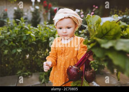 Child with beetroot in garden healthy food lifestyle vegan organic vegetables homegrown local farming agriculture concept