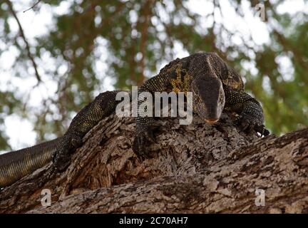 Resting in an acacia tree a large Nile Monitor is Africa's largest lizard. They are powerful and tenacious predator and scavengers. Stock Photo