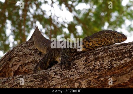 A large Nile Monitor lizard rests in the branches of an acacia tree. Largest of the African lizards, they are powerful, opportunistic  hunters Stock Photo