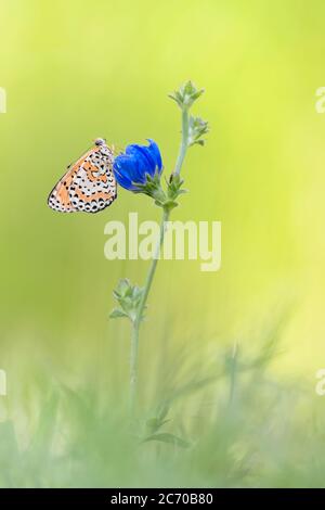 Spotted fritillary on blue flower at morning (Melitaea didyma) Stock Photo