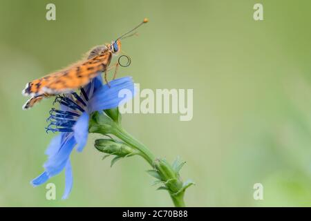 The Spotted fritillary on flower (Melitaea didyma) Stock Photo