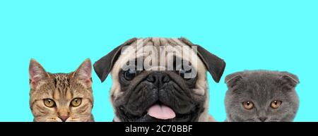 metis cat, Pug dog and Scottish Fold cat are looking at camera, sticking out tongue on blue background Stock Photo