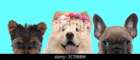 cute Shih Tzu dog hiding his face, Chow Chow dog wearing a flower bandana and French Bulldog dog looking at camera on blue background Stock Photo