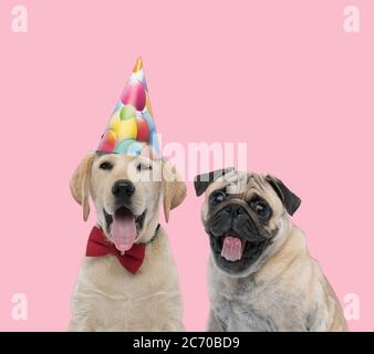 team of two happy dogs, labrador retriever and pug, wearing birthday hat and bowtie, panting and sticking out tongue on pink background Stock Photo