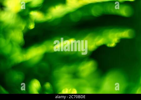 Green abstract background. Space for text. Nature, plant ecology concept Stock Photo
