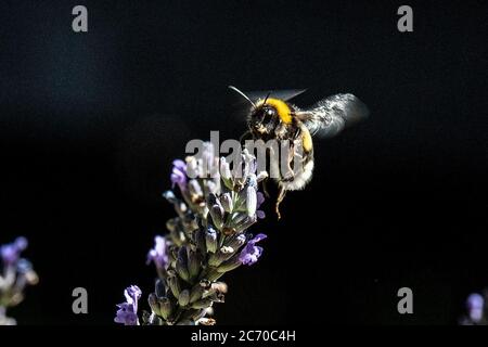 Cologne, Germany. 13th July, 2020. A bumblebee flies to a lavender blossom to collect nectar. Credit: Federico Gambarini/dpa/Alamy Live News Stock Photo