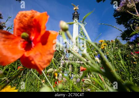 Munich, Germany. 13th July, 2020. Through a flower meadow with red corn poppy, the leaf-gilded bronze cast statue of the angel of peace can be seen enthroned on a 23-metre high column. The statue was erected to commemorate 25 years of peace after 1871 and stands above a small hall. Credit: Peter Kneffel/dpa/Alamy Live News Stock Photo