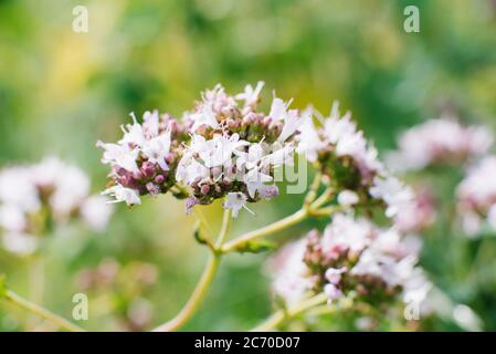 Lilac flowers of oregano bloom in the summer in the garden close-up, selective focus Stock Photo