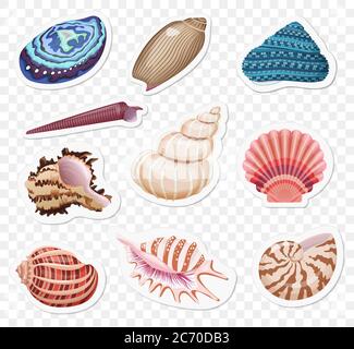 Vector sea shells stickers sset on the transperant alpha background Stock Vector