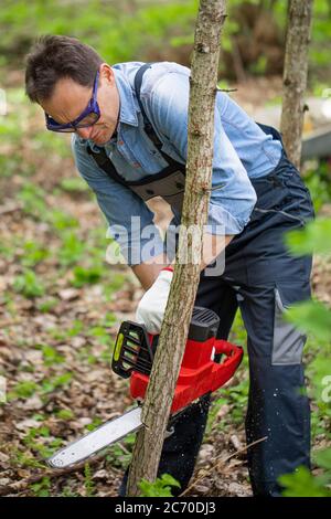 Close up feller in working uniform sawing young tree with chainsaw in forest Stock Photo