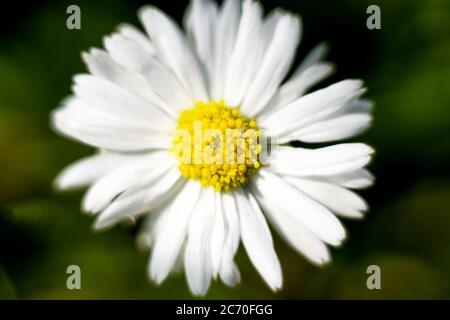 Chamomiles in wild life on green background close up. Blurred, soft focus, macro. Backdrop for greeting card. Stock Photo
