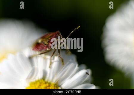 Bug on a daisy flower closeup. Macro photoshoot. Soft focus on one antennae. Stock Photo
