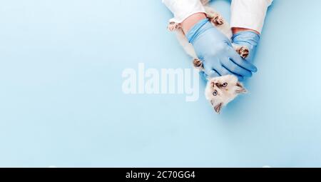 Kitten vet examining. White kitten in doctor hands on color blue background. Kitten pet check up, vaccination in veterinarian animal clinic. Health