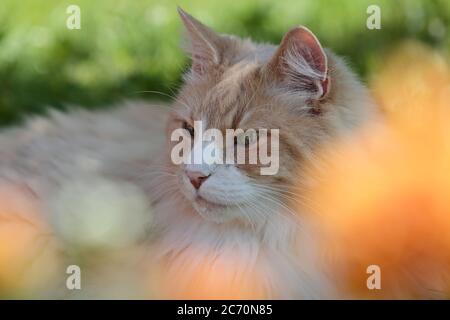Portrait of a creme cat behind some flowers Stock Photo