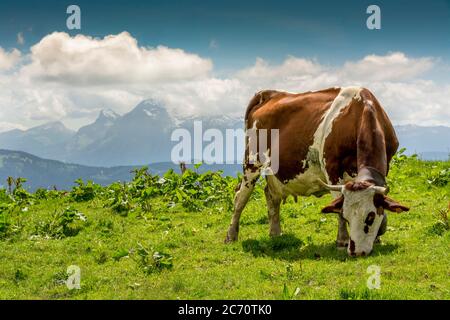 Cows Abondance race grazing on mountain pasture at Joux Plane. Haute Savoie. Auvergne Rhone Alpes. France Stock Photo