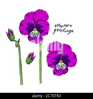 Hand drawn pansy flowers clipart. Floral design element. Isolated on white background. Vector Stock Vector