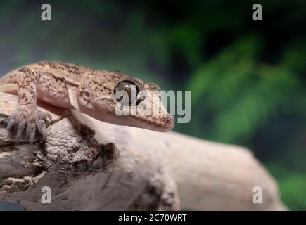 Closeup image of a common household Gecko on a branch with a green fern in the background Stock Photo