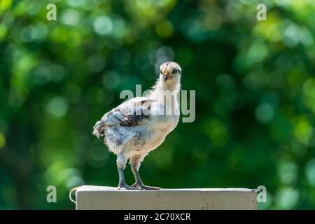 Cute young chicken on natural background Stock Photo
