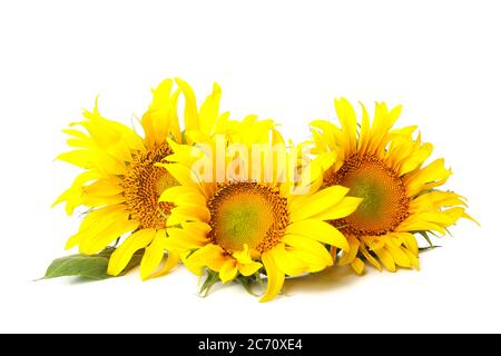 Three beautiful sunflowers isolated on white background Stock Photo