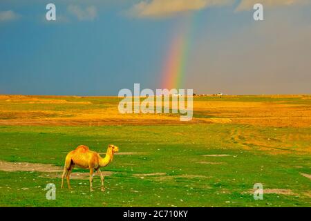 A lone Dromedary or Arabian Camel (Camelus dromedarius) walking in the desert a dusk. A rainbow can be seen in the background. Photographed in the Neg Stock Photo