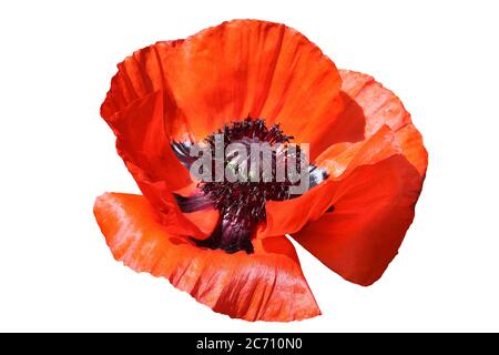 Oriental red poppy flower plant cut out on and isolated on a white background Stock Photo