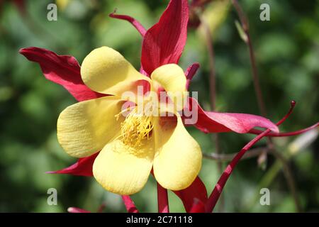 Aquilegia 'Red Hobbit' in full flower blossom which is a spring and summer flowering perennial herbaceous flower plant commonly known as columbine Stock Photo