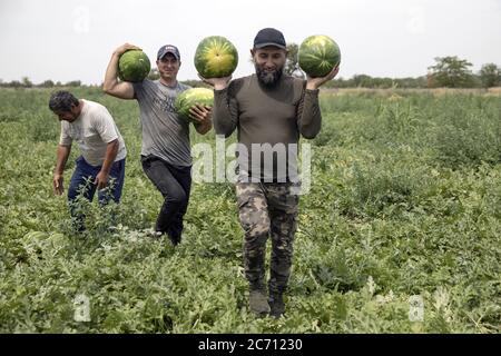 Agriculture - Field workers harvest watermelons and load them onto a ...