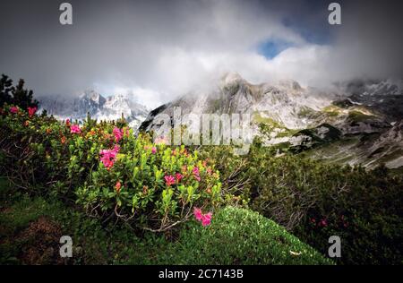 view, on mountain peaks with rhododendron flowers in summer Stock Photo