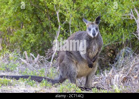 Kangaroo standing on the grass, Australia. Stock Photo