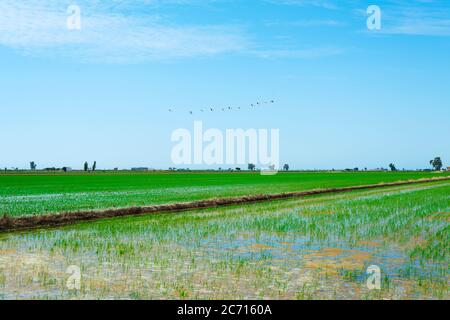 a view of a waterlogged paddy field in the Ebro Delta in Deltebre, Catalonia, Spain, and a flock of endemic pink flamingos flying over it Stock Photo