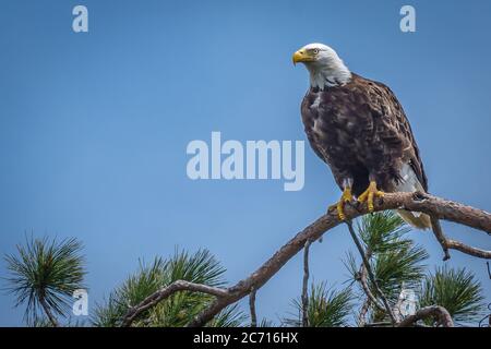 A large Bald Eagle perched on the top of a tall pine tree