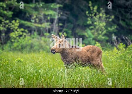 A young moose calf taking a walk out stretching its legs in the long grass of a marsh beside a lake in early summer. Algonquin Park, Ontario, Canada. Stock Photo