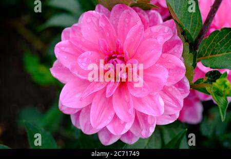 flowering pink dahlia pinnata flower in english garden, norfolk, england Stock Photo