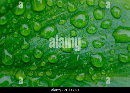 rain water droplets on green lily leaf Stock Photo