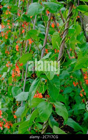 flowering runner beans growing up canes in english garden, norfolk, england Stock Photo