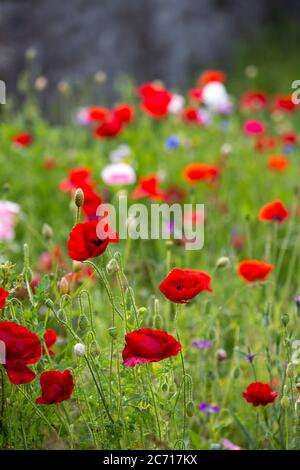 A large group of poppies and wildflowers Stock Photo