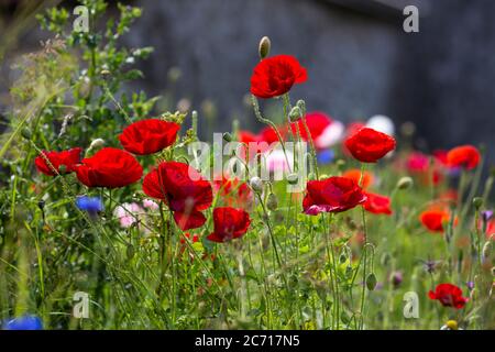 A large group of poppies and wildflowers Stock Photo