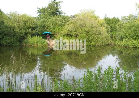 Coarse angler fishing from water's edge of pond Umbrella sunshade, surrounded by vegetation Reflection of angler and umbrella in the water below Sunny Stock Photo