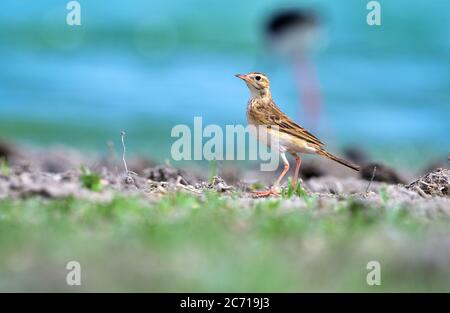 The paddyfield pipit or Oriental pipit is a small passerine bird in the pipit and wagtail family. It is a resident breeder in open scrub, grassland. Stock Photo