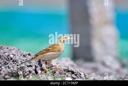 The paddyfield pipit or Oriental pipit is a small passerine bird in the pipit and wagtail family. It is a resident breeder in open scrub, grassland. Stock Photo