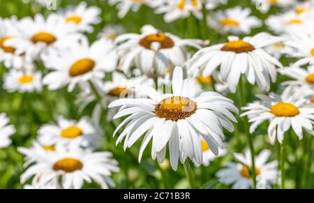 Many white shasta daisies with yellow centers blooming in field, with focus on foreground on sunny day Stock Photo