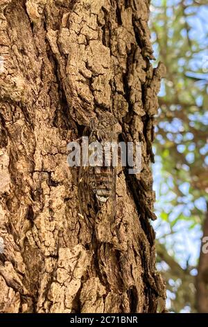 12 July 2020, Albania, Himarë: In the centre of the picture a cicada (Cicadidae) sits camouflaged on the bark of an olive tree (Olea europaea). Photo: Peter Endig/dpa-Zentralbild/ZB Stock Photo