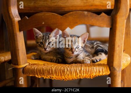 Two cute tabby kittens sat on an old wicker chair.