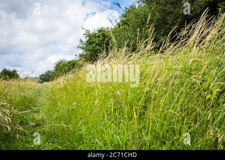 Long grass in the wind with a path formed by people walking through the field, Nottinghamshire, England, UK Stock Photo