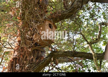 Wooden nesting or bird box in tree top of old leaf wood in forest partly covered with climbing plant Stock Photo