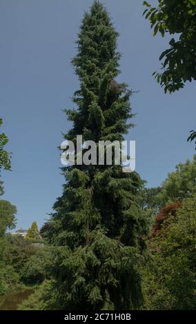 Summer Foliage of a Weeping Serbian Spruce Tree (Picea omorika 'Pendula') Growing in a Woodland Garden in Rural Devon, England, UK Stock Photo