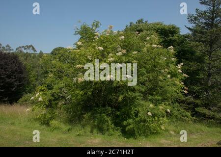 Summer Flowering Himalaya False Spirea or Narrow Leaved Himalayan Sorbaria Shrub (Sorbaria tomentosa var. angustifolia) Growing in a Woodland Garden Stock Photo
