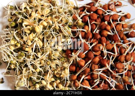 Fresh Sprouted green gram isolated with wooden background. Germinating Chick pea and green gram isolated on wooden background. Stock Photo