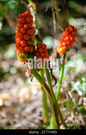 Poisonous red berries from spotted arum, also known as viper's grass Stock Photo