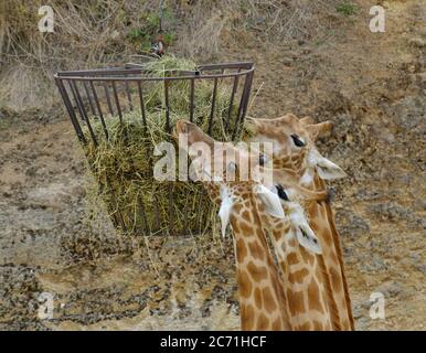 Giraffes at feeding time Stock Photo